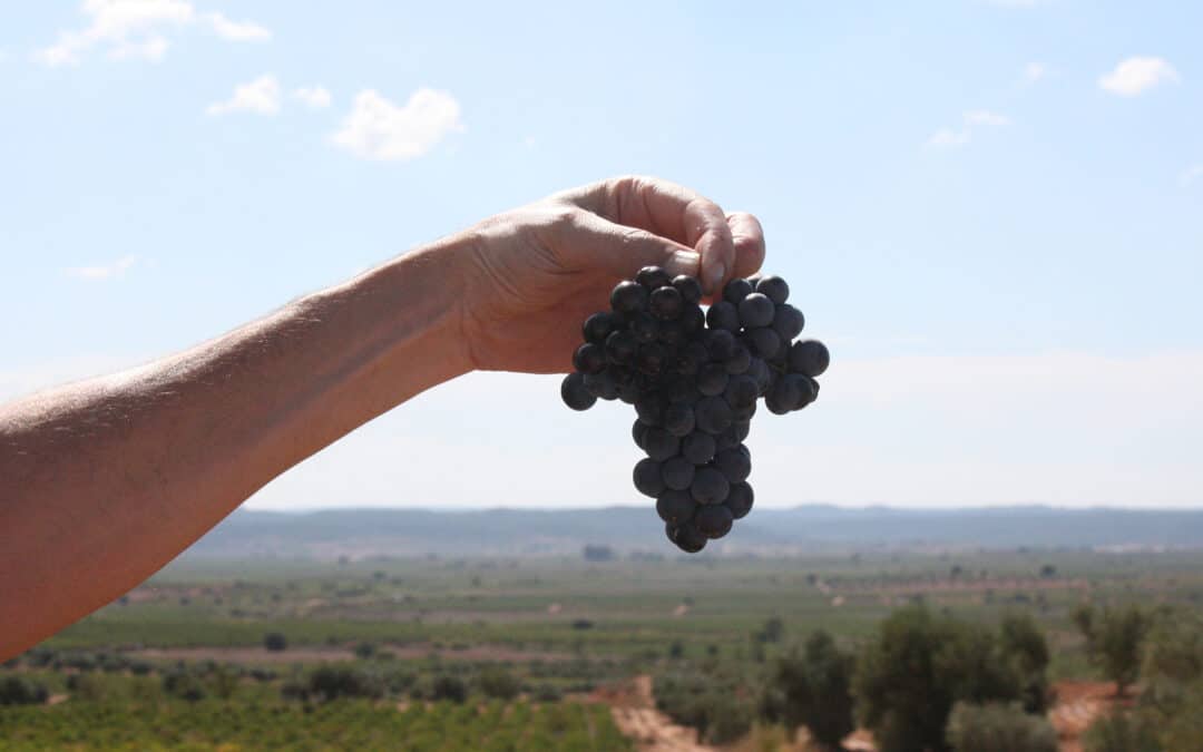 Discovering the unique characteristics of the Bobal grape: Spain’s hidden gem