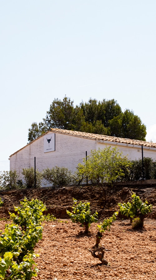 Toro Loco Wine finca in Utiel-Requena