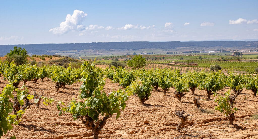 Toro Loco vineyards, Utiel-Requena