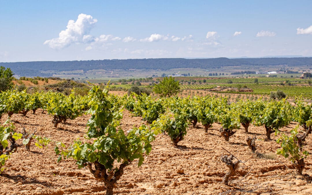 Toro Loco vineyards, Utiel-Requena