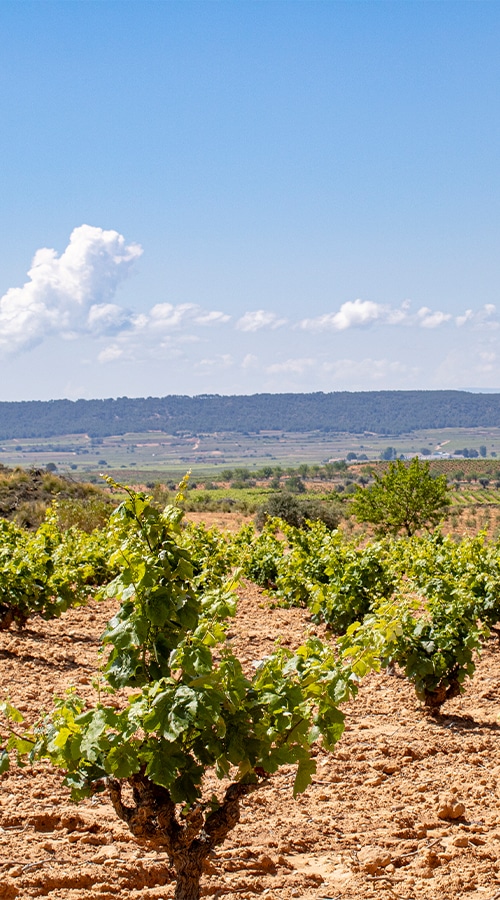 Vineyards